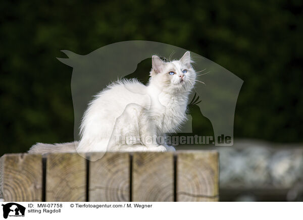 sitzende Ragdoll / sitting Ragdoll / MW-07758