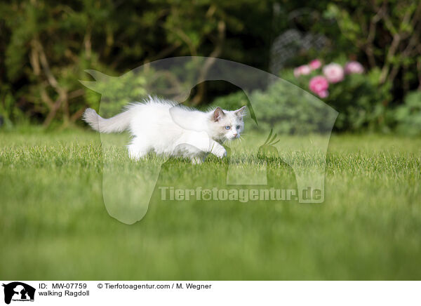 laufende Ragdoll / walking Ragdoll / MW-07759