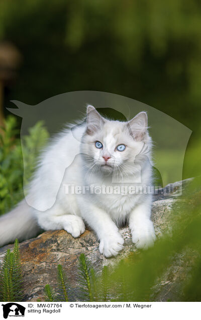 sitzende Ragdoll / sitting Ragdoll / MW-07764