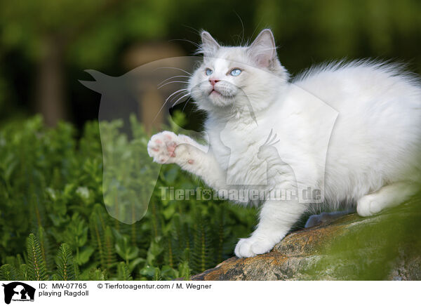 spielende Ragdoll / playing Ragdoll / MW-07765