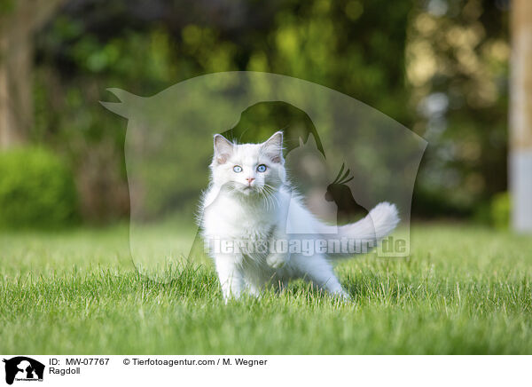 Ragdoll / Ragdoll / MW-07767