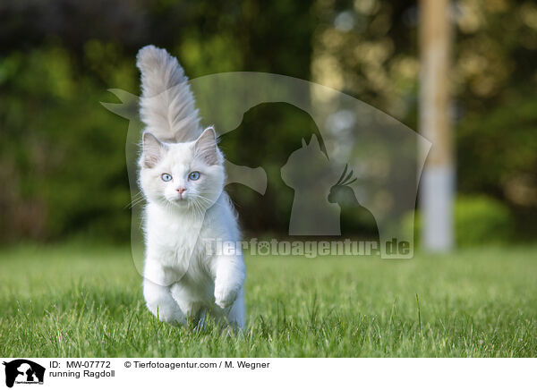rennende Ragdoll / running Ragdoll / MW-07772