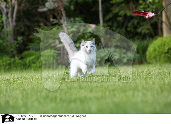 rennende Ragdoll / running Ragdoll / MW-07773