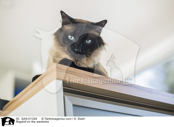 Ragdoll auf dem Schrank / Ragdoll on the wardrobe / SAS-01328