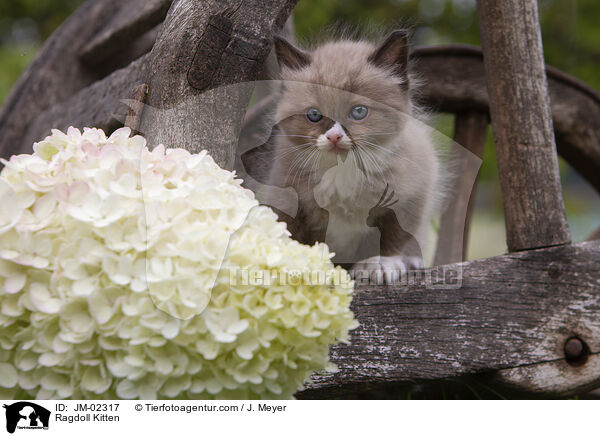 Ragdoll Ktzchen / Ragdoll Kitten / JM-02317
