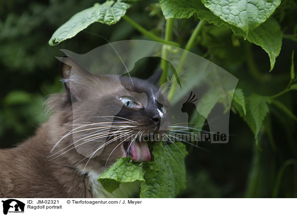 Ragdoll Portrait / Ragdoll portrait / JM-02321