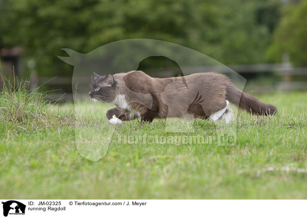 rennende Ragdoll / running Ragdoll / JM-02325