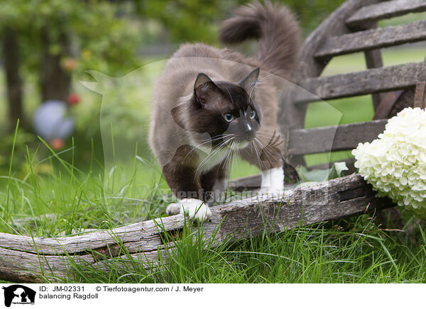 balancierende Ragdoll / balancing Ragdoll / JM-02331