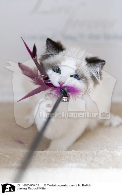 spielendes Ragdoll Ktzchen / playing Ragdoll Kitten / HBO-03453