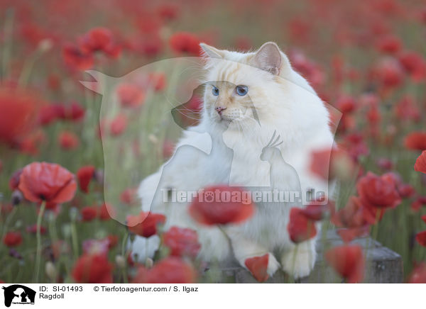 Ragdoll / Ragdoll / SI-01493