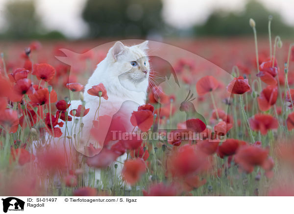 Ragdoll / Ragdoll / SI-01497