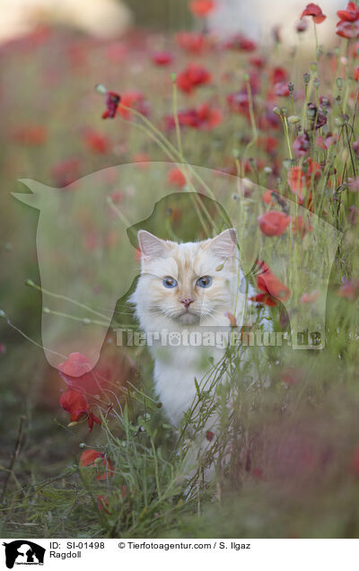 Ragdoll / SI-01498