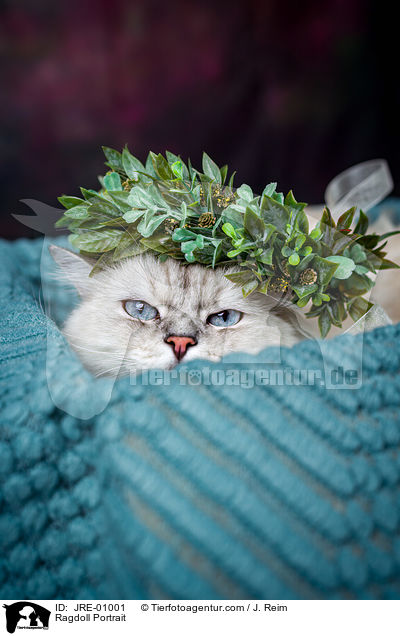 Ragdoll Portrait / Ragdoll Portrait / JRE-01001