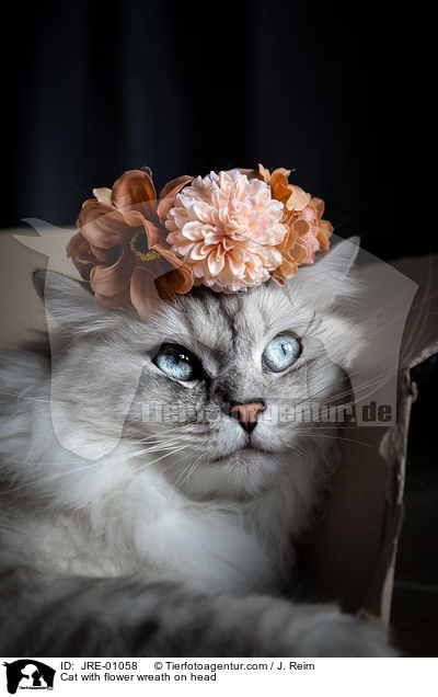 Katze mit Blumenkranz auf dem Kopf / Cat with flower wreath on head / JRE-01058