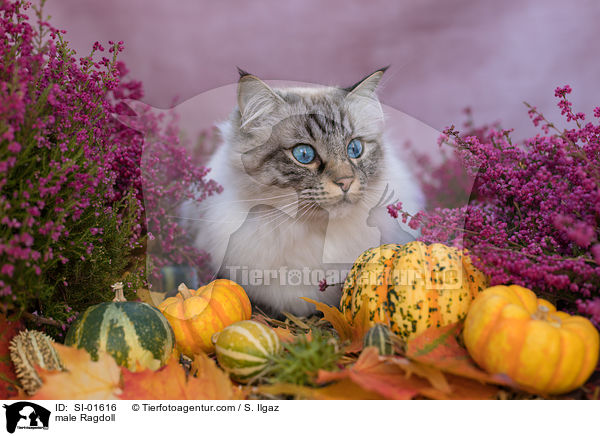 Ragdoll Kater / male Ragdoll / SI-01616