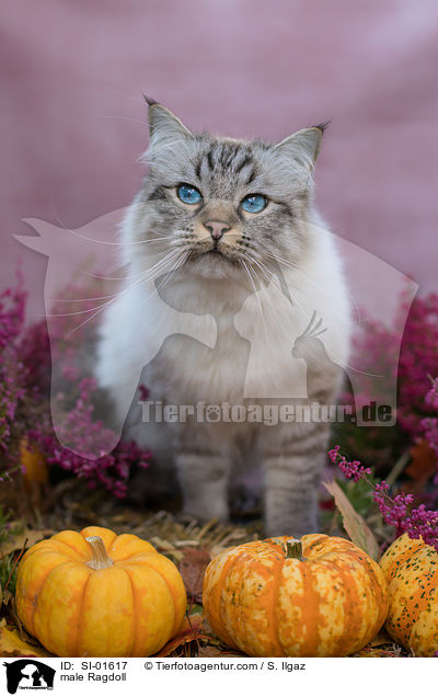 Ragdoll Kater / male Ragdoll / SI-01617