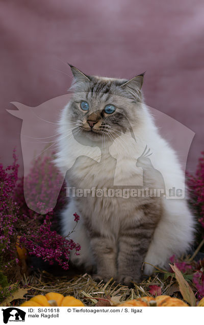 Ragdoll Kater / male Ragdoll / SI-01618