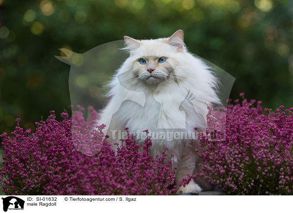 Ragdoll Kater / male Ragdoll / SI-01632