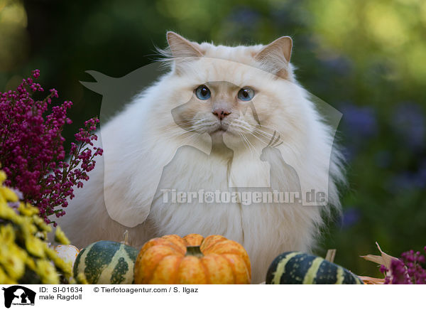 Ragdoll Kater / male Ragdoll / SI-01634