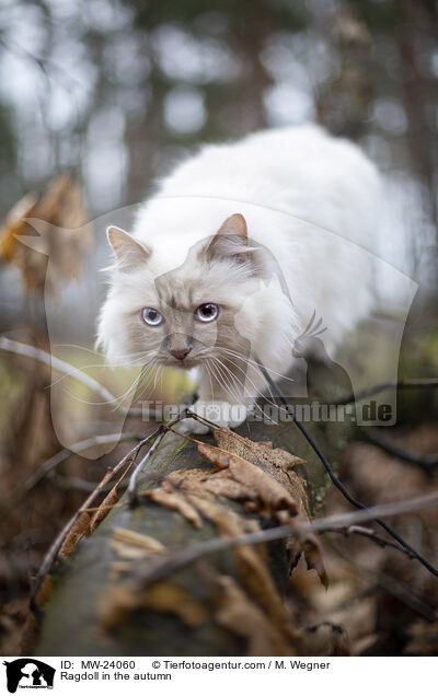 Ragdoll im Herbst / Ragdoll in the autumn / MW-24060