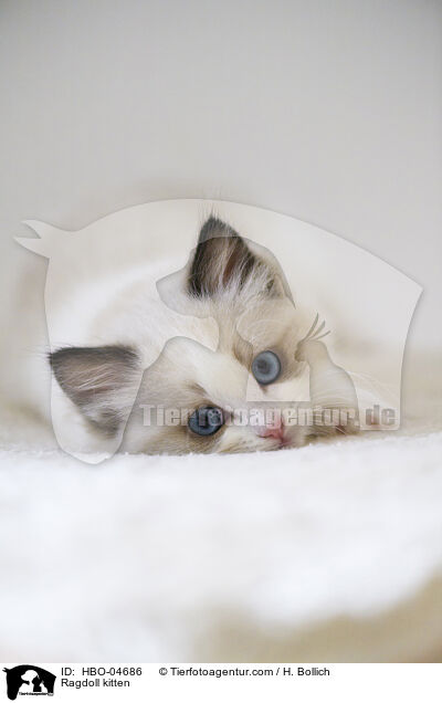 Ragdoll Ktzchen / Ragdoll kitten / HBO-04686