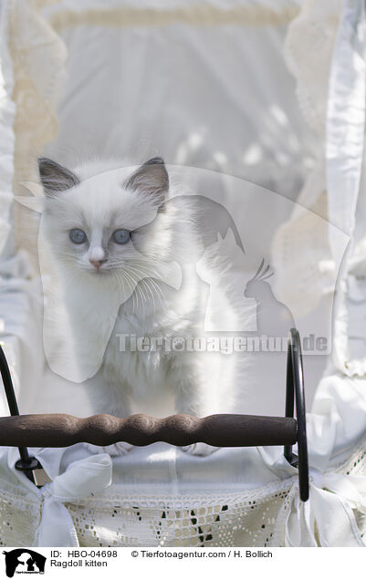 Ragdoll Ktzchen / Ragdoll kitten / HBO-04698
