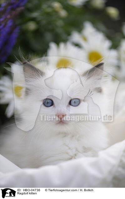 Ragdoll kitten / HBO-04736