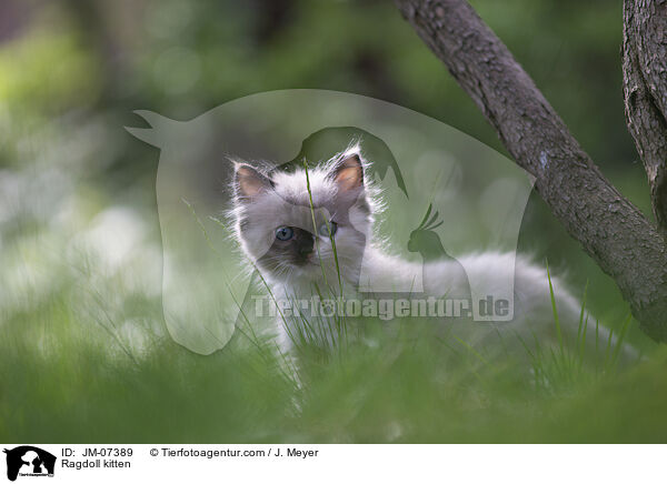 Ragdoll Ktzchen / Ragdoll kitten / JM-07389