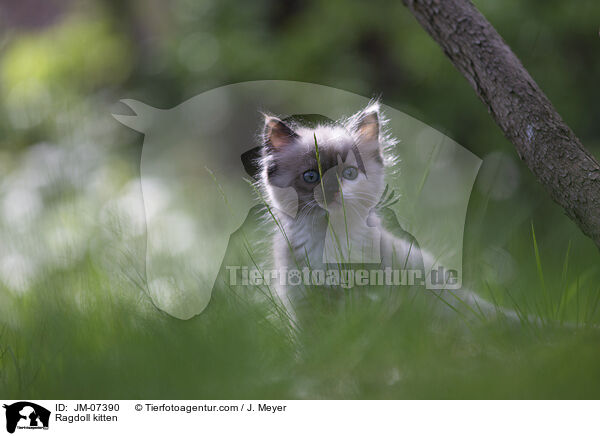 Ragdoll Ktzchen / Ragdoll kitten / JM-07390