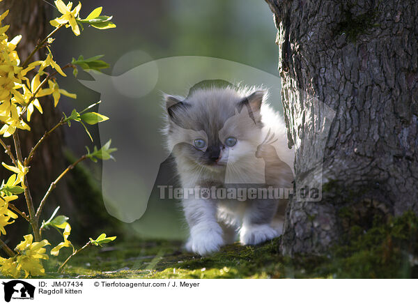 Ragdoll kitten / JM-07434