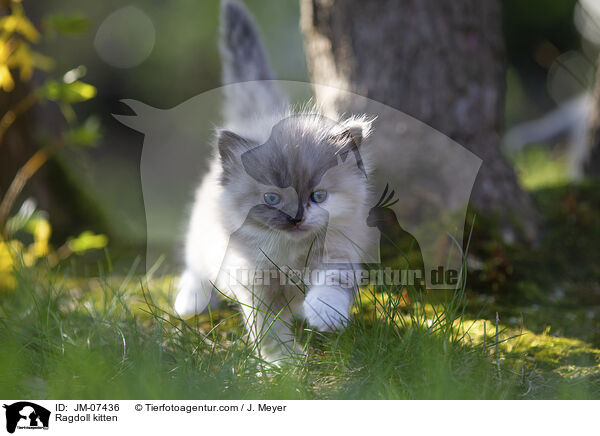 Ragdoll kitten / JM-07436