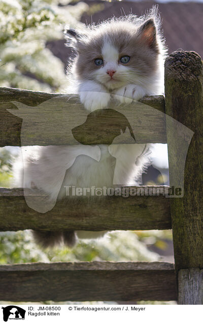 Ragdoll Ktzchen / Ragdoll kitten / JM-08500