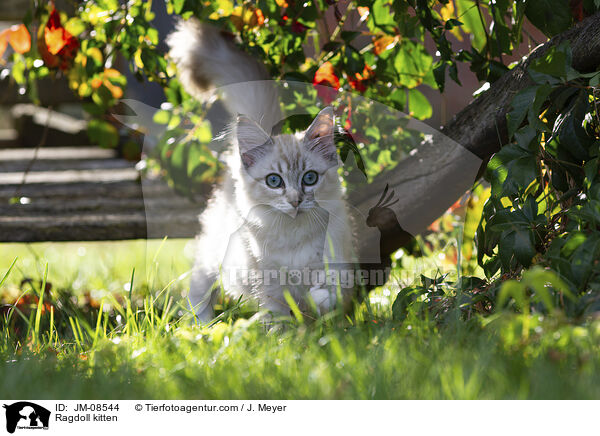 Ragdoll kitten / JM-08544
