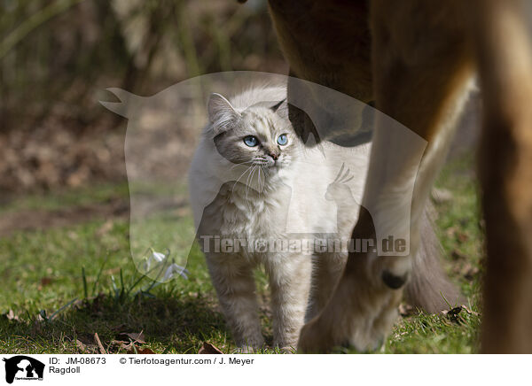 Ragdoll / Ragdoll / JM-08673