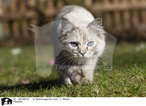 Ragdoll / Ragdoll / JM-08674