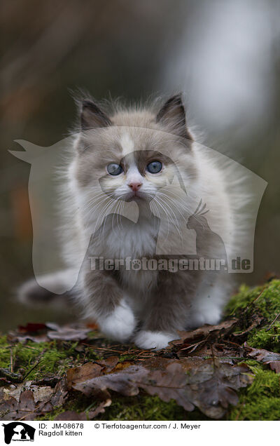 Ragdoll kitten / JM-08678