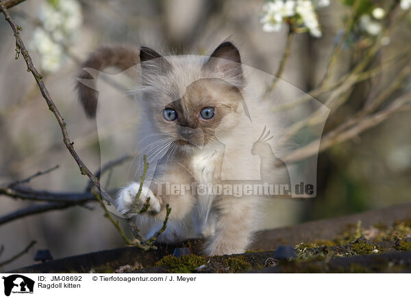 Ragdoll kitten / JM-08692