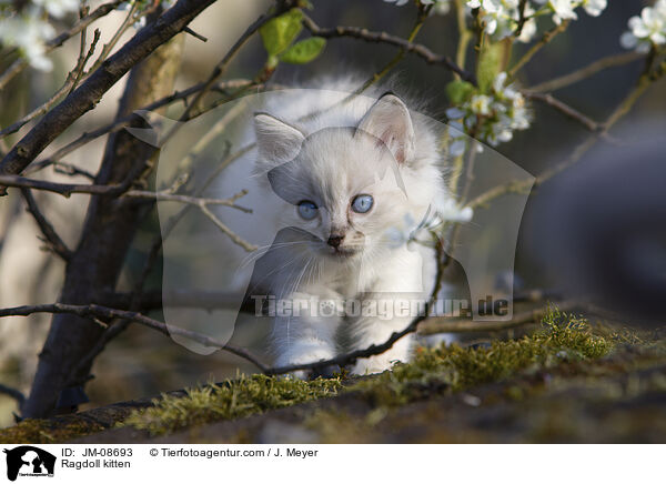 Ragdoll kitten / JM-08693