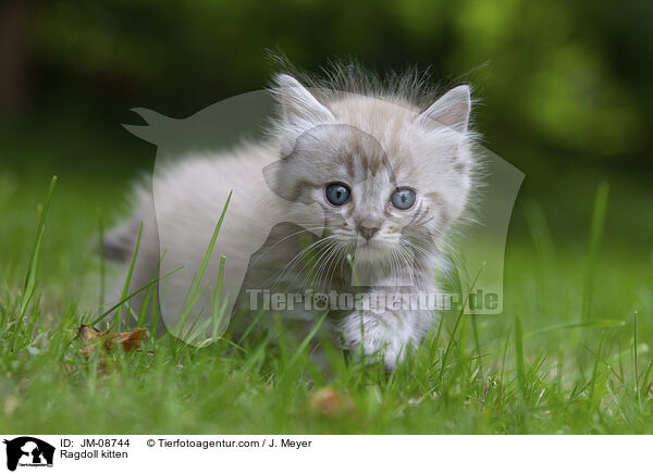 Ragdoll kitten / JM-08744