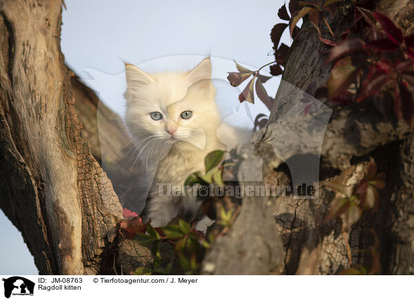 Ragdoll kitten / JM-08763