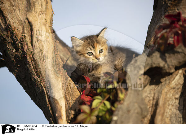 Ragdoll Ktzchen / Ragdoll kitten / JM-08764