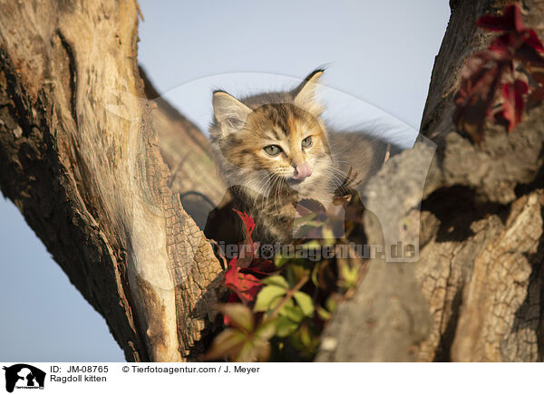 Ragdoll Ktzchen / Ragdoll kitten / JM-08765