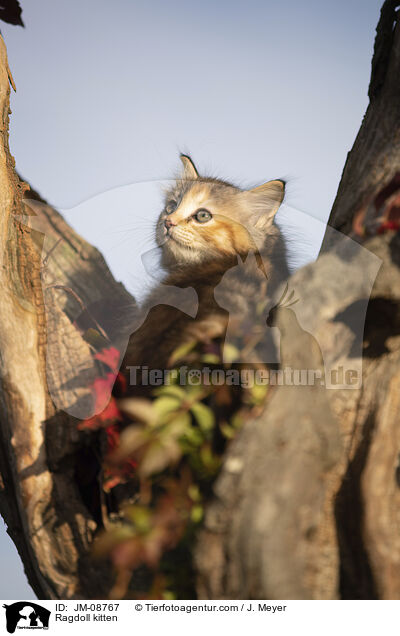 Ragdoll Ktzchen / Ragdoll kitten / JM-08767