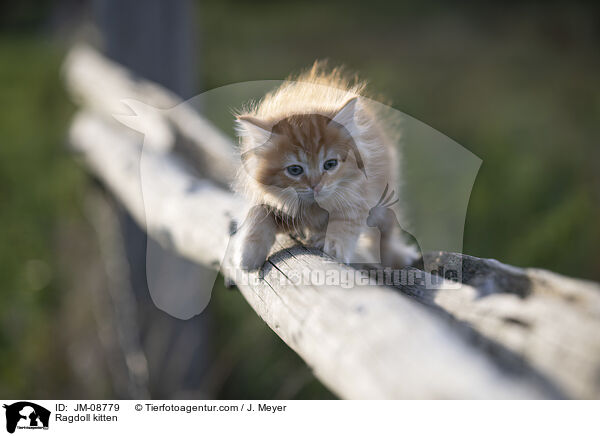 Ragdoll Ktzchen / Ragdoll kitten / JM-08779