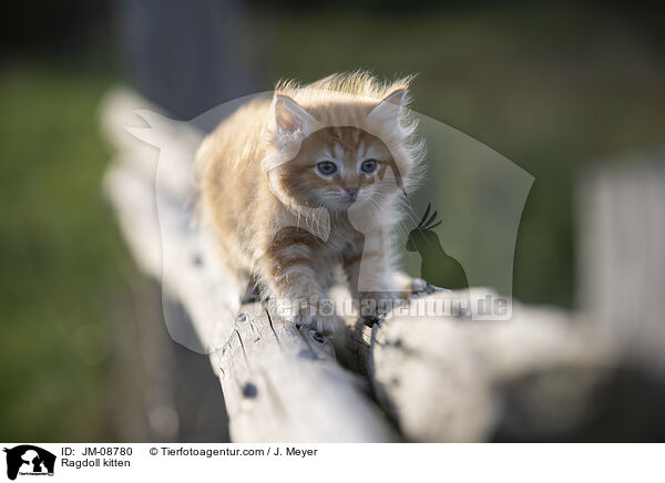 Ragdoll Ktzchen / Ragdoll kitten / JM-08780