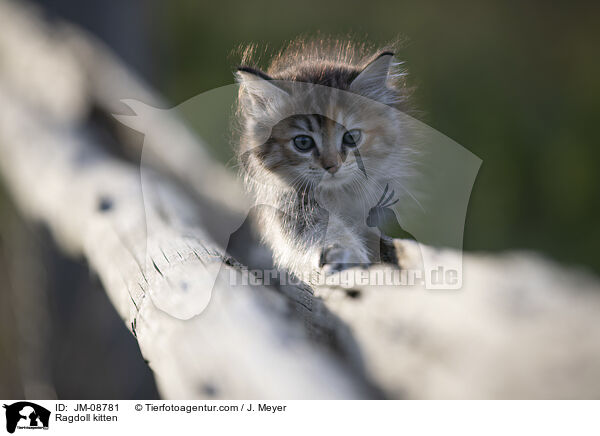 Ragdoll Ktzchen / Ragdoll kitten / JM-08781