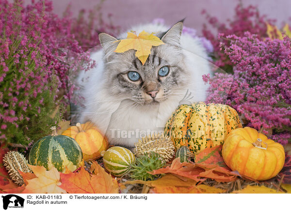 Ragdoll im Herbst / Ragdoll in autumn / KAB-01183