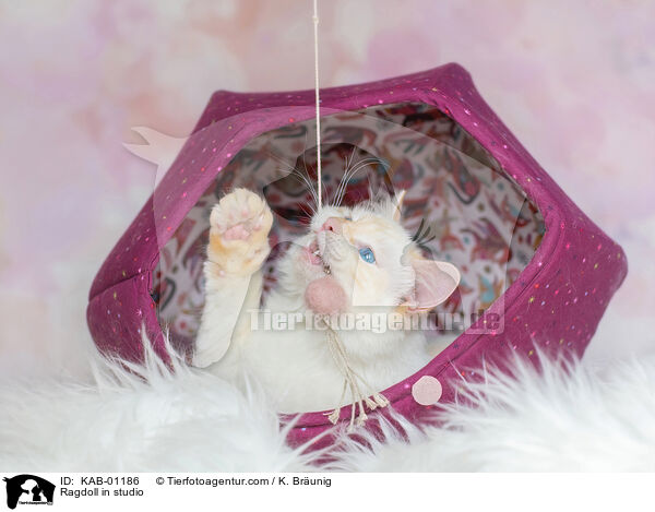 Ragdoll im Studio / Ragdoll in studio / KAB-01186