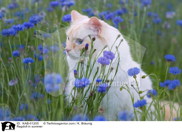 Ragdoll im Sommer / Ragdoll in summer / KAB-01205