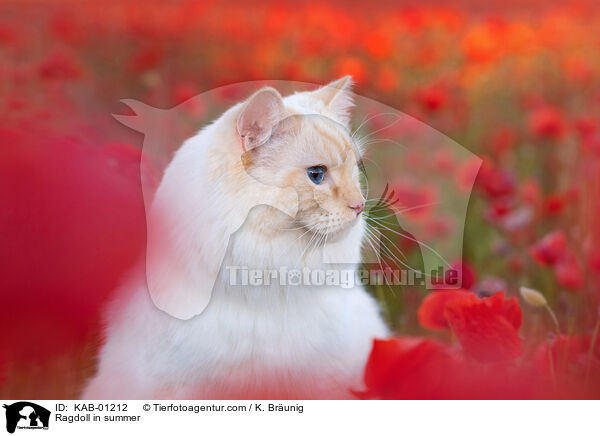Ragdoll im Sommer / Ragdoll in summer / KAB-01212